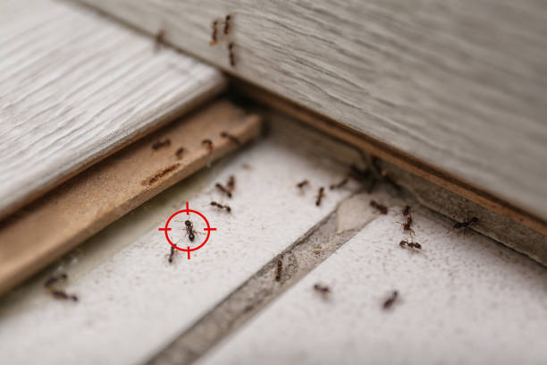 Best Emergency Pest Control  in Ninnekah, OK