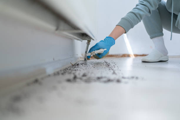 Best Wasp Removal Services  in Ninnekah, OK